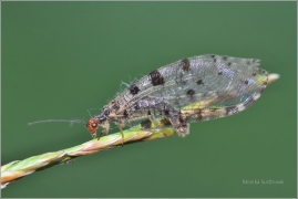 <p>STRUMIČNÍK ZLATOOKÝ (Osmylus fulvicephalus) Knížecí</p>